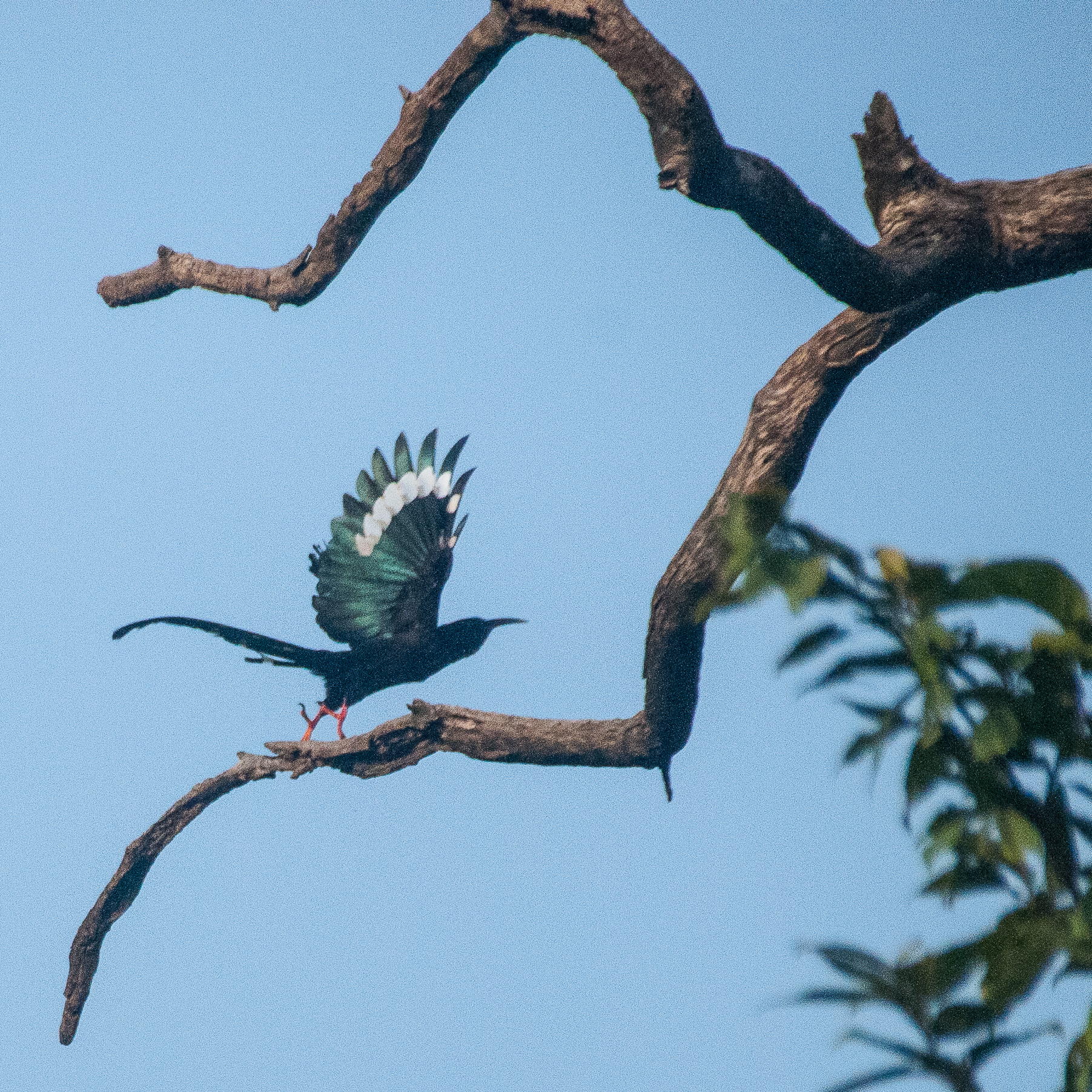 Irrisor moqueur (Green wood hoopoe, Phoeniculus purpureus), envol d'un sujet immature, Réserve de Fathala, Sénégal. 